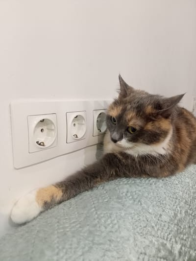 A dilute calico cat is lying on a light blue textured surface, with its front left paw extended towards a white electrical outlet plate with three openings on a white wall. The cat is looking to its left, with its body angled away from the camera. The cat has patches of grey, cream, and brown fur. Its paw is white with a small patch of cream fur. The electrical outlets are European style. The scene appears to be indoors, likely in a residential setting. The lighting is even, suggesting it's daytime or well-lit. No text is visible in the image. The overall mood is calm and observant, with the cat appearing curious about the electrical outlet.