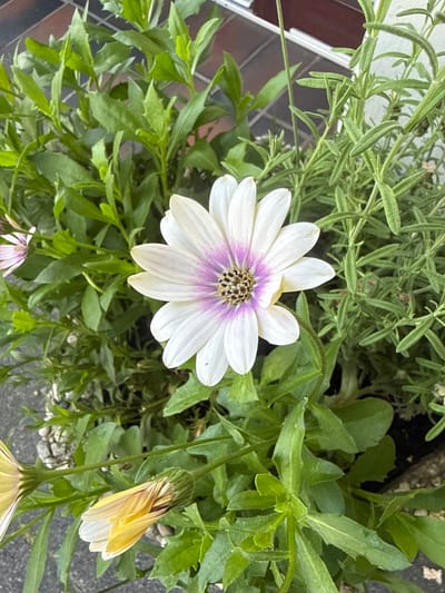 This media file is a close-up, top-down shot of a white and purple daisy-like flower, likely taken outdoors in Oldenburg, Germany. The flower is the central subject, with its white petals radiating outwards from a dark, textured center. The petals are tinged with a soft purple, particularly towards the center. Surrounding the main flower are numerous green leaves and stems, some of which are fuzzy. In the background, another flower, mostly yellow and white, is partially visible, appearing to be in a bud or partially opened state. The overall impression is of a garden or planter setting. The lighting suggests it is daytime, likely a clear or partly cloudy day, given the brightness of the scene. There are no people or visible text in the image.