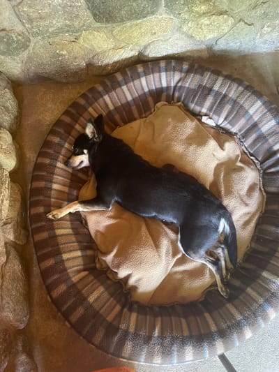 A black and white dog is sleeping in a brown and tan plaid dog bed. The dog is lying on its side with its head resting on a tan blanket. Its legs are extended and its tail is curled up. The dog bed is round and has a raised rim. The dog bed is placed on a concrete floor, next to a wall made of rough, grey stones. The lighting suggests it is daytime. The overall scene conveys a sense of comfort and relaxation.