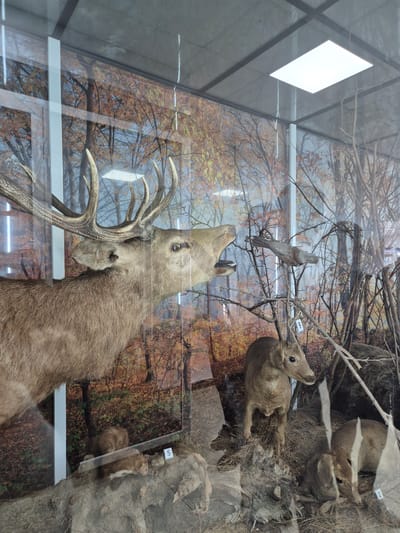 The image shows a diorama inside a glass display case. The case is positioned near a window. The diorama contains taxidermied animals. A large deer with antlers occupies the bottom portion of the display. Above the deer, there are several other smaller animals, including a bird and other deer. The background of the diorama depicts a forest scene with bare trees and foliage. It is located in Srebarna, Bulgaria.