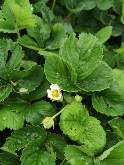 A close-up, overhead shot of a strawberry plant in Jaña Būqtyrma, Kazakhstan. The focus is on a single white strawberry flower with a yellow center, surrounded by lush green leaves that are glistening with water droplets, indicating recent rain or dew. Two small green strawberry buds are also visible, one near the flower and another lower down. The leaves are textured with visible veins and serrated edges, and some show minor imperfections like small holes. The overall environment appears to be an outdoor garden or field.