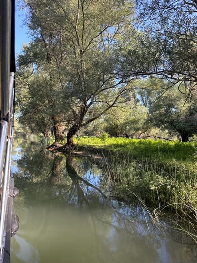 A body of water, likely a river or channel, reflects the surrounding lush greenery and trees under a clear blue sky. The water is calm, with gentle ripples disturbing the reflection. On the left side of the frame, a dark-colored boat railing with visible buoys is present. The right bank is densely vegetated with tall grasses and other plants, transitioning into larger trees with broad canopies. The scene appears to be a natural environment, possibly within the city of Cerovi Pod, Montenegro, given the context. No people are visible. The lighting suggests it is daytime, likely morning or afternoon, with the sun casting shadows. The overall impression is one of a serene, natural landscape.
