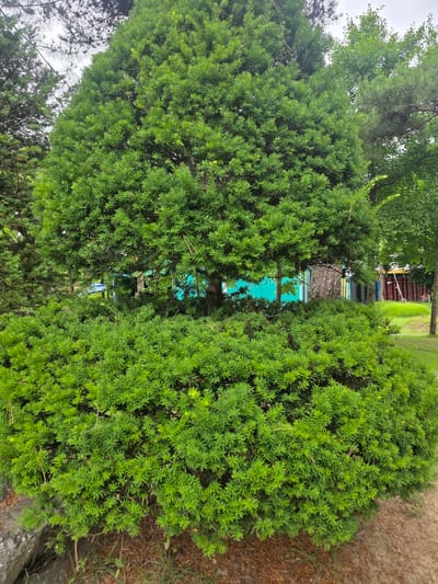 This media file captures a lush green garden scene in Buyun-ri, South Korea. The primary subjects are two large, dense evergreen bushes that dominate the foreground, creating a natural frame. Their vibrant green foliage suggests it is daytime, likely spring or summer, with fair weather.
Beyond the bushes, a narrow pathway or opening reveals a glimpse of the background. This area features a patch of bright turquoise, possibly a wall or water feature, and further back, a colorful structure with red, yellow, and blue elements, likely part of a playground or building. A neatly mown green lawn is visible to the right of this background structure. The ground in the immediate foreground to the right of the bushes is covered in dry brown leaves and some scattered rocks, indicating a natural, possibly landscaped, outdoor setting.
There are no visible people or specific activities taking place, giving the scene a tranquil and serene atmosphere. The focus is entirely on the natural elements and the garden environment. No text is visible in the image.