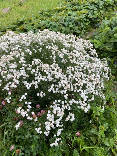 A dense, full bush of small, white flowers is central in the frame, spilling over into the surrounding greenery. The flowers are tightly packed, creating a voluminous appearance, with some petals showing a slight browning or discoloration. Interspersed among the white blossoms are a few pink clover flowers, some in bloom and others with dried, brown heads. The bush is situated amidst lush green foliage, including large, flat strawberry leaves in the background and taller, wilder green plants in the foreground and to the right. The ground appears to be uneven, with hints of dried leaves and stems. The overall impression is a natural, overgrown garden scene in Meshcherskoye, Russia, likely during the summer or early autumn. No people or animals are visible.