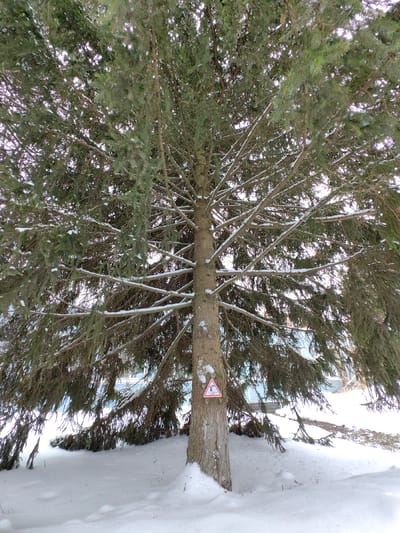 The image presents a winter scene in the Settlement of sanatorium "Podmoskovye", Russia. A prominent coniferous tree, characterized by dark green needles and snow-dusted branches, occupies the central frame. A white triangular warning sign with a red border, featuring a black pictogram of a person falling, is affixed to the tree's trunk at approximately waist height. The ground beneath the tree and extending into the foreground is covered by a substantial layer of pristine white snow. In the background, behind the tree's foliage, faint outlines of structures, some with light blue coloration, are discernible. The scene is illuminated by natural light, consistent with an overcast or diffused daylight condition, with no distinct shadows. No individuals, direct actions, or interactions are visible.