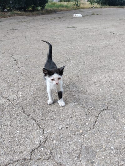 A young, slender black and white kitten stands on cracked asphalt, facing forward. Its fur is mostly white with black markings on its head, ears, tail, and one hind leg. The kitten's tail is raised and arched. In the background, a white cat is lying down in a grassy area. Further back, trees and a grassy field are visible. The scene appears to be outdoors, possibly in an urban or semi-urban setting, consistent with a location in Krynychky, Ukraine.