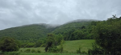 The image captures a lush, verdant mountainous landscape under an overcast sky. Rolling hills and mountains, densely covered in various shades of green foliage, dominate the scene, stretching from the foreground to the distant peaks. Low-hanging clouds or mist partially obscure the upper portions of the mountains, particularly in the mid-distance and background, creating a soft, ethereal, and somewhat mysterious atmosphere.

In the foreground, a bright green grassy meadow or field is visible, gently rising towards the forested hills. Scattered bushes and trees with full, leafy canopies are present in this area, adding depth and texture. The abundant greenery suggests a fertile environment, possibly following rain or during a period of high humidity.

The sky above is a uniform, light grey, indicative of a completely overcast day. The diffused lighting prevents harsh shadows and highlights, contributing to the scene's tranquil mood. No human subjects, man-made objects (beyond natural elements), or visible text are present in the image, emphasizing the untouched natural beauty of the location. The scene conveys a sense of peaceful solitude and natural grandeur, characteristic of mountainous regions like Breze, Bulgaria, especially during misty weather conditions.