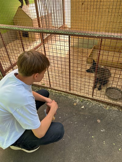 A young person wearing a light blue t-shirt and dark jeans is crouching down, facing a cage. Inside the cage, a dark-colored fox is visible. The cage is constructed of metal bars and has a wooden background with what appears to be a small wooden shelter. The ground outside the cage is asphalt and littered with some debris. The scene is likely taking place outdoors, possibly at a zoo or animal sanctuary, in Medvedevo Urban Settlement, Russia. The young person is holding something in their hands, which they might be offering to the fox.