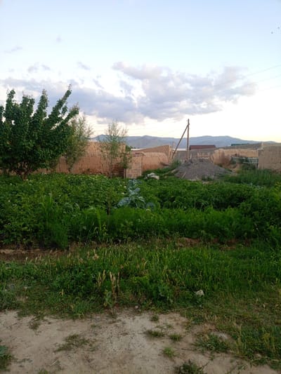 This is an eye-level, medium shot of a garden area in a rural or semi-rural setting, likely Panjakent, Tajikistan. The scene depicts a cultivated garden with various green plants, including what appears to be leafy vegetables like cabbage, and some taller plants that could be corn. In the background, there are walls constructed of mud brick, typical of the region. A pile of gravel and a wooden utility pole with wires are also visible. Beyond the walls, low hills or mountains are silhouetted against the sky.
The sky is partially cloudy with a soft, diffused light, suggesting it is either early morning or late afternoon. The overall atmosphere is serene and peaceful. There is no human activity evident in the image, suggesting a quiet moment in the day. The focus is on the greenery of the garden and the rustic architectural elements. The ground in the foreground is a dirt path. No visible text is present in the image.