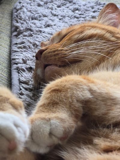 A close-up, overhead shot shows an orange tabby cat sleeping on a textured gray rug. The cat's face is partially visible, with its eyes closed and its nose and mouth resting on the rug. The cat's fur is a warm orange with darker stripes. Its whiskers are long and white, fanning out from its face. The cat's paws are curled up against its body, with one paw visible in the foreground, showing white fur and pink toe beans. The rug appears to be made of a thick, looped material. The background is out of focus, but suggests a surface beneath the rug, possibly a couch or floor, with a textured weave. The lighting is soft and diffused, indicating it could be daytime indoors. The overall impression is one of peaceful slumber. No text is visible in the image. The location is Sooblase, Estonia.