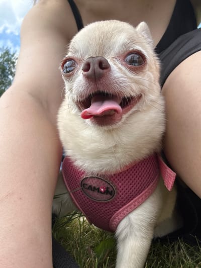 A close-up, eye-level shot shows a light-colored Chihuahua dog with large, dark eyes and its tongue sticking out. The dog is wearing a pink mesh harness with a circular tag that reads "CAMON" and a small red heart logo. The dog is nestled between the bare legs of a person, whose skin is light-toned with a few visible scratches on the left leg. The person is wearing a black top. The background consists of green grass and a blurred blue sky with white clouds, suggesting an outdoor setting. The scene is not identifiable as being in Riihimäki, Finland.