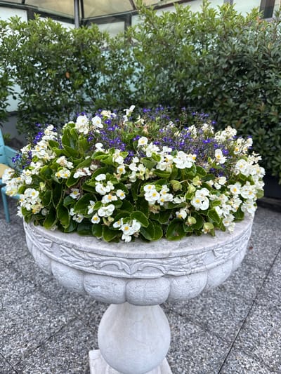A white, ornate planter filled with white begonias and dark purple lobelia sits on a gray, pebbled patio. Behind the planter, a dense hedge of dark green foliage forms the backdrop, with hints of a building and sky visible through the leaves at the top. To the left, a portion of a light blue chair is visible. The scene appears to be located in Sesto San Giovanni, Italy.