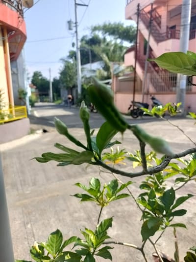 A daytime, eye-level outdoor shot captures a flowering plant in the foreground, its pale green buds poised to open. The plant's branches, adorned with vibrant green leaves, extend towards the right and lower portions of the frame. Beyond the plant, a sun-drenched residential street unfolds, lined with buildings and a paved road. In the middle ground, a motorbike rests near a pink building with a prominent staircase. The scene, located in San Pascual, Batangas, Philippines, is characterized by clear skies and a bright, sunny atmosphere.