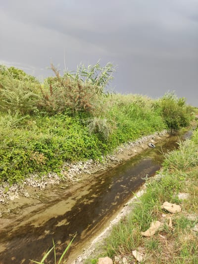 The image depicts an outdoor scene with a narrow, dark water channel running diagonally from the lower left to the upper right. The channel is lined with gray, rocky material on the left bank, and overgrown with green vegetation on both sides. The vegetation includes various types of plants, with taller reeds on the right side of the channel and a mix of bushes and smaller plants on the left. In the middle of the channel, a black tire is partially submerged. The sky above is overcast with a dark gray hue, suggesting a cloudy or stormy day. The foreground on the right side shows dry grass and some light-colored debris. The scene appears to be located in a rural or undeveloped area, potentially a drainage ditch or canal. Based on the metadata, the location is Pakhtachi, Uzbekistan. There are no people visible in the image.
