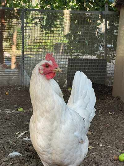 A white chicken with red comb and wattles stands in a dirt enclosure. The enclosure has a metal fence in the background, with trees and foliage visible through it. There are a few fallen apples and feathers on the ground. The chicken is facing to the right, with its head turned slightly towards the viewer. The image appears to be taken outdoors in daylight.