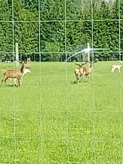 A herd of red deer are seen grazing in a grassy field, bordered by a wire fence. The deer are a mix of adults and younger animals. In the background, a dense forest of evergreen trees forms a dark green wall. A bright, sunny day illuminates the scene, casting shadows on the grass. The image is taken from behind the fence, suggesting it is a wildlife enclosure or park. The location is identified as Micaičiai, Lithuania.
