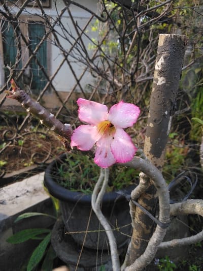 A close-up image taken in Mouangkeo, Laos, displays a pink and white five-petaled flower, likely an Adenium obesum, prominently positioned in the center. Numerous small water droplets are visible on its petals. The flower stems from a gnarled, bare branch extending from the left. To the immediate right, a vertical, dark-mottled pole or trunk is secured to a lighter, gnarled branch by a black plastic zip tie. A black plastic plant pot containing green foliage and dry grass is visible in the lower-left quadrant. In the mid-ground, a dark, diamond-patterned metal fence partially obscures a white building with a teal window frame. Further in the background, a dense network of dark, leafless tree branches is evident. The scene is illuminated by natural light, suggesting early morning or late afternoon. No individuals are present.