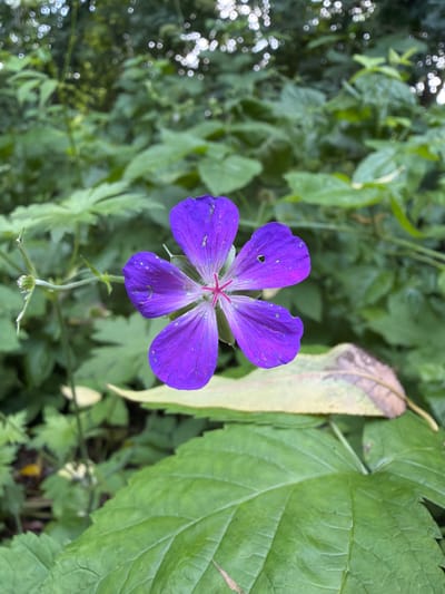 A single, vibrant purple flower with five petals is in sharp focus, centered within the frame. The flower has delicate veins visible on its petals and small white speckles. The pistil in the center is a striking pinkish-red. The flower is surrounded by lush green foliage, indicative of a natural outdoor setting. In the background, the greenery is softer and out of focus, with bright circular bokeh lights suggesting sunlight filtering through leaves. A dried, yellowish-brown leaf is visible behind the purple flower, adding a touch of autumnal color to the predominantly green scene. The environment appears to be a garden or a wooded area. The image was taken in Upeslejas, Latvia.