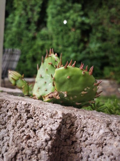 A close-up, ground-level shot focuses on two prickly pear cactus pads resting on a rough, gray concrete block. The cactus pads are a vibrant green, adorned with numerous reddish-brown spines. One pad in the foreground is larger and flatter, with a dried, brown area at its base. Behind it, another pad is positioned slightly higher and more upright, with a closed bud extending from its left side. The background consists of a blurred tapestry of lush green foliage, suggesting an outdoor environment. The lighting appears natural, casting soft shadows and highlighting the textures of the cactus and the concrete. No people are present in the image, and no specific location in Durankulak, Bulgaria, can be identified from the visual information alone.