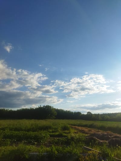 The image captures a rural landscape near Sosnivka, Ukraine. The scene is dominated by a vast expanse of blue sky with scattered white clouds. A faint crescent moon is visible in the upper left quadrant of the sky. Below the sky, a dense line of dark green trees forms a horizon across the middle of the frame. In front of the trees, a field of tall, green grass stretches out, with patches of dry, mounded vegetation in the right foreground, possibly hay or compost. A small section of what appears to be a cultivated garden with leafy green plants is visible in the lower left portion of the field. The lighting suggests it is either late afternoon or early morning, with sunlight casting a warm glow on parts of the field and some of the clouds. The overall impression is one of a peaceful, natural environment.