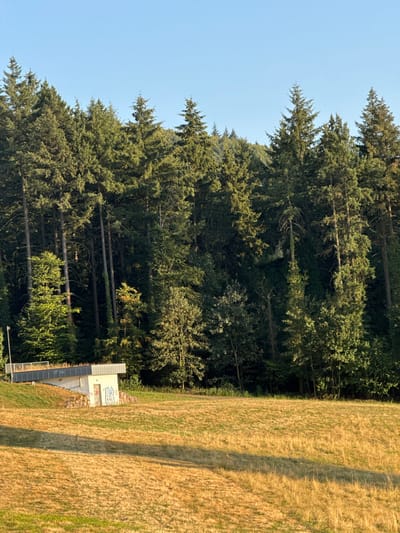The image depicts a sun-drenched, dry grassy field in front of a dense forest. A small, white, bunker-like structure with graffiti on its front is situated on a grassy embankment to the left of the frame. A metal railing and a sloped roof structure are visible above the bunker. The forest behind the field is composed of tall, dark green coniferous trees. The sky is clear and light blue. This scene is located in Kippenheim, Germany.