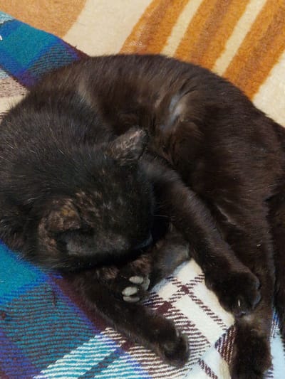 A black cat is curled up asleep on a checkered blanket and a striped blanket. The cat is lying on its side with its head tucked into its body. Its paws are visible, and its fur is dark and sleek. The blankets are made of soft material, and the cat appears to be comfortable and relaxed. The scene is domestic and peaceful. The specific location of the image is the city of Raduvene, Bulgaria.