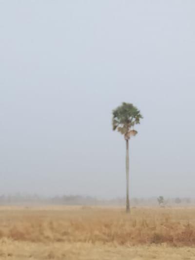 A hazy, outdoor photograph depicts a flat rural landscape in Jibam, Nigeria. A solitary, tall palm tree with a slender, light-colored trunk and a crown of green fronds is centered slightly to the right of the frame. The foreground and midground consist of an expansive field covered in dry, light brown and golden-yellow vegetation, consistent with harvested crops or dry grass. The upper portion of the image is dominated by a uniform, light grey sky, indicating overcast conditions or atmospheric haze. Faint, indistinct dark silhouettes, likely distant trees or structures, are barely visible along the hazy horizon line. No people, animals, specific actions, or interactions are discernible within the scene.