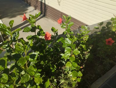 In Zarafshan, Uzbekistan, a cluster of bright red hibiscus flowers are in bloom, their vibrant petals standing out against the lush green foliage. The flowers are the central subjects, with several in different stages of opening. The scene is set outdoors, with a paved walkway or patio in the background, casting long shadows from the plants, indicating it's likely daytime with the sun shining. A building with light-colored siding and a darker brown trim is visible behind the plants, suggesting a residential or commercial setting. The overall atmosphere is peaceful and natural, highlighting the beauty of the flowers in their environment. There is no visible text in the image.