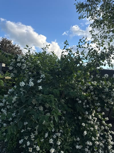 The image shows a dense bush of white jasmine flowers in bloom. The bush is lush with dark green leaves, and the white flowers are scattered throughout, some in clusters and some individually. The background consists of a bright blue sky with fluffy white clouds, and the dappled sunlight suggests an outdoor setting. Partially visible in the upper left corner is a brick structure that might be a wall or a building, and branches of another tree with green leaves are seen at the top right, creating a natural canopy. The overall scene evokes a peaceful, natural environment. Without further information, the specific location within Herford, Germany cannot be determined from the visual elements alone.