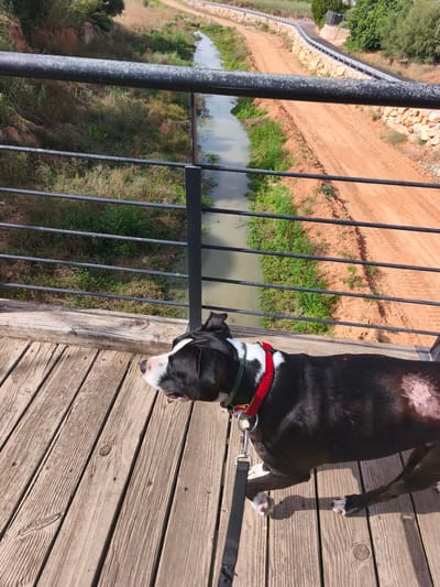 A black and white dog with a red collar and green leash is standing on a wooden boardwalk. The dog is facing left, with its head tilted slightly up and its mouth open. The boardwalk is made of weathered wooden planks.

Beyond the boardwalk, there is a metal railing, and further beyond that, a narrow canal with water flows between green vegetation on one side and a dirt path on the other. The dirt path is orange-brown and appears to be a road or trail. In the distance, there are more trees and vegetation, as well as some stone structures and a white metal fence. The scene suggests an outdoor setting, possibly a park or recreational area.

The lighting indicates it is daytime, with shadows cast by the dog and the railing, suggesting a sunny day. The overall atmosphere appears peaceful and serene. The location context of Alcàsser, Spain, helps to understand the type of landscape, which includes Mediterranean vegetation. No visible text is present in the image.