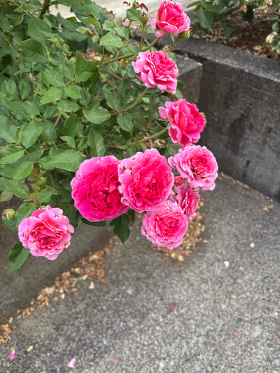 A vibrant cluster of pink roses fills the left side of the frame. The roses have densely packed petals, radiating from a central point. Green leaves sprout from the plant, showing hints of moisture on their surface. A gray concrete surface occupies the right side, speckled with small debris. A dark gray, vertically oriented stone or concrete structure is partially visible behind the flowers, adding depth to the scene.