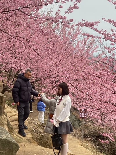 A picturesque scene unfolds beneath a canopy of vibrant pink cherry blossoms. A young woman in a school uniform extends her hand to an older man in a black puffer jacket. Both are positioned on a rocky path, while other people can be seen in the background. The atmosphere suggests a serene and possibly familial connection, set against the breathtaking beauty of nature's springtime display.