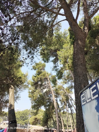 This image shows a view looking up through pine trees in the city of Krk, Croatia. The sky is visible through the branches, and pine cones are scattered throughout. In the foreground, a large pine tree trunk is prominent on the right, with a blue banner displaying white text that is partially visible, reading "ELE". To the left, another tree trunk has a black band around it. In the background, more trees and some buildings are visible, suggesting a park or outdoor recreational area. The date stamp "2026.06.29 13:02" is visible in the bottom left corner. There are some people in the lower portion of the image, but they are out of focus and not clearly identifiable. The scene appears to be set during the daytime.