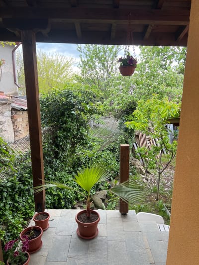 The image shows an outdoor scene viewed from under a covered structure. The location is likely in or near Popintsi, Bulgaria, given the prompt's instruction. The scene is filled with greenery, including trees, ivy-covered fences, and potted plants. A hanging flower pot is visible from the shelter's ceiling, and several potted plants are arranged on a tiled patio floor. A young palm tree stands near the edge of the patio. In the background, there is a white plastic chair. Wooden structures like a pallet and a post are visible in the yard. The environment suggests a backyard or garden setting. No people or animals are visible.