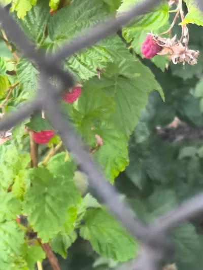 The image shows a close-up view of a raspberry bush, with several ripe raspberries visible among the green leaves. The bush is partially obscured by a blurred chain-link fence in the foreground. The background is also out of focus, showing more greenery. The lighting suggests it is daytime, likely outdoors. The location in Dobrogea Veche, Moldova, implies this is likely a garden or an area where these plants grow naturally.