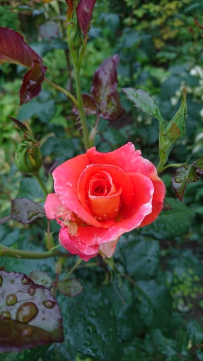 This media file is a close-up shot of a vibrant, blooming red rose. The rose is the central subject, with its petals unfurling to reveal a gradient of color, transitioning from a deep red at the outer edges to a warm orange and yellow at its core. Water droplets are visible on the rose petals, suggesting recent rain or dew. The rose is situated amidst lush green foliage, which appears somewhat damp as well, with some leaves displaying a reddish hue. A rosebud, yet to fully open, is visible in the lower left corner of the frame. The overall scene is that of a garden, likely outdoors, given the natural lighting and the presence of plant life. The lighting suggests it might be daytime, possibly after a rain shower, given the wet appearance of the flora. No people, text, or specific event are depicted. The location context is Dvirets, Ukraine.