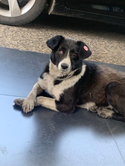 The image shows a black and white medium-sized dog lying on a dark tiled surface. The dog is positioned in the lower center of the frame, with its head turned slightly to the left. It has a pink tag on its left ear. Behind the dog, a car tire is visible on the left side, and the lower portion of a dark-colored car is on the right. The ground surface is a dark, reflective tile, with some lighter colored gravel or pavement visible in the background, under the car. The lighting suggests it is daytime, possibly outdoors, in a location with shade. This scene is located in Chiatura, Georgia.