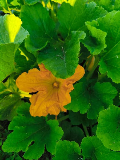 This image shows a close-up view of an orange squash blossom surrounded by large, vibrant green leaves. The lighting suggests it is daytime, with sunlight illuminating some of the leaves. There are no people or buildings visible in the frame. The scene appears to be in a garden or natural outdoor setting. The specific location in Ақсуат ауылдық округі, Kazakhstan, cannot be determined from the image alone.