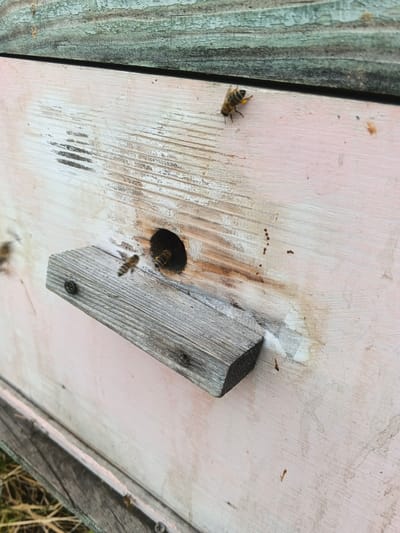 A close-up, eye-level shot depicts a weathered, light pink wooden beehive in Kamenno-Angarsk, Russia. A narrow, dark, circular entrance is visible on the hive's surface. A rough, gray wooden perch extends from the hive below the entrance, secured with a dark screw. Several bees are present. One bee, with visible pollen baskets on its hind legs, is perched on the hive's surface to the right of the entrance. Another bee is in flight, moving towards the entrance, with its wings blurred due to motion. A third bee is partially visible entering the hive entrance. The wooden surface of the hive shows signs of wear, with faint scratches and some dark, resinous drips. The top edge of the hive is a different, weathered green wood. The lower part of the image shows the ground covered in dry grass and the edge of another weathered wooden structure.