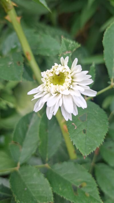 A close-up, top-down view shows a white flower with a pale yellow center, surrounded by lush green foliage. The flower's petals are delicate and layered, with some appearing slightly wilted. The background is dominated by the green leaves of a plant, some of which have small holes or discoloration. A green stem with thorns is visible to the left of the flower. The scene appears to be outdoors in a garden or natural setting, possibly in Gazalkent, Uzbekistan, given the provided context, though no specific urban landmarks are visible. The lighting suggests it is daytime, possibly overcast or in partial shade.