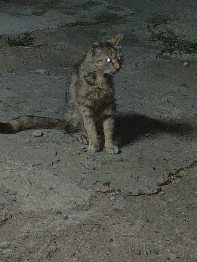 The image depicts a cat with bright, reflective eyes sitting on a paved surface. The cat is facing to the right of the frame, with its body angled towards the viewer. Its fur appears to be a mix of brown and grey. The ground is a rough, textured pavement, possibly asphalt or concrete, with some small stones and debris visible. There is some sparse, dry vegetation on the left side of the image, suggesting an outdoor environment. The lighting is dim, and the cat's eyes are strongly illuminated, creating a stark contrast. The scene is devoid of any human presence or specific urban landmarks that would identify it as being in the city of Ternovka, Moldova. The overall impression is of a solitary animal in a somewhat barren, possibly nocturnal, outdoor setting.