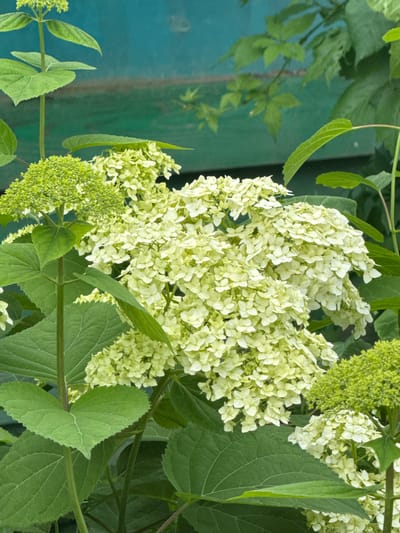 The image shows a close-up of a blooming hydrangea plant with large, creamy white flower clusters. The flowers are dense and appear to be in various stages of bloom, with some buds still tightly closed. The leaves of the hydrangea are a deep green and have serrated edges. In the background, a teal-colored wall or fence is visible, with some green foliage also present. The scene suggests a garden or outdoor setting. The provided metadata indicates the location of the image is Chastyye, Russia. No people are present in the image.