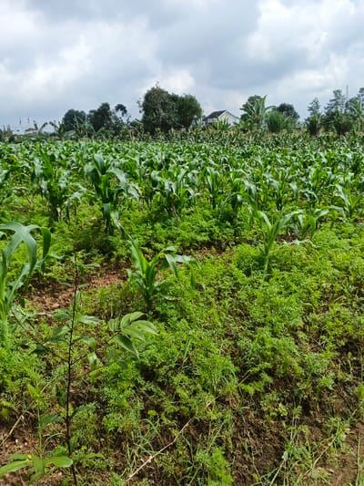 The image displays a vibrant agricultural field in Kolwara, Papua New Guinea, under a bright, cloudy sky. The foreground and midground are densely covered with two types of green crops. Prominently featured are numerous young corn (maize) plants, their broad, light green leaves reaching upwards. Interspersed and growing thickly between the corn stalks, covering much of the soil, is another low-growing crop with very fine, feathery, bright green leaves, resembling carrot tops or a similar plant, suggesting intercropping.

In the background, a dense line of various trees with dark green foliage forms a natural backdrop. Parts of residential houses with white walls and dark roofs are visible peeking through the trees on both the left and right sides of the image, indicating the proximity of a village or settlement to the cultivated land. The sky above is largely overcast with white and grey clouds, suggesting a bright but diffused daylight, likely mid-morning or afternoon.

The scene depicts a peaceful, productive rural landscape. No people are visible, and no specific activities are taking place within the frame, focusing solely on the flourishing plant life. There is no visible text in the image.