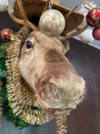A close-up, head-on, medium shot captures a taxidermied moose head adorned for a holiday celebration. The moose wears a brown cowboy hat with a decorative zigzag stitch around the brim. Its antlers, decorated with gold and red ornaments, extend upwards. A gold tinsel garland is wrapped around the neck, and a green garland with leaves is visible on the left. Multiple Christmas ornaments, including gold cracked glass, red and gold patterned, and white ribbed spheres, are hung around the moose's head and antlers. The background is a dark, textured surface, possibly wood. The overall impression is a whimsical, festive display.
