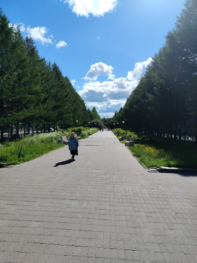 The image depicts a wide, paved walkway lined with tall, mature evergreen trees on either side, creating a tunnel-like effect. The walkway is made of interlocking grey pavers. On the left side of the path, there is a lush green grassy area with white wildflowers and some bushes. On the right, the trees are also dense, with a strip of green grass and some yellow wildflowers interspersed. Benches with wooden slats and metal frames are visible along the path.
A solitary elderly woman, wearing a light blue jacket and a dark skirt, is walking away from the camera on the left side of the walkway. Her shadow is cast long on the pavement, suggesting it is either morning or late afternoon. In the distance, further down the path, several other people can be seen walking, their figures smaller and less distinct.
The sky above is a vibrant blue, punctuated by fluffy white cumulus clouds. The sun is shining brightly, casting sharp shadows. The overall impression is a pleasant day in a park or along a scenic promenade. The location is identified as Olenegorsk, Russia. No visible text is present in the image.