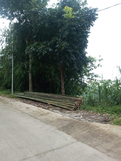 The image depicts a roadside scene within Hasanparthy mandal, India. In the foreground, a light grey concrete road occupies the lower left quadrant. Adjacent to the road, on the right, is a dirt shoulder with visible soil and sparse debris. Resting horizontally on this dirt shoulder is a large, organized pile of approximately 50-70 cut bamboo poles. These poles are green with yellowish-brown sections, consistent with freshly cut bamboo, and are stacked in multiple layers, extending from the mid-left towards the right edge of the frame.

Behind the bamboo poles, dense vegetation is prominent. Two trees with visible brown trunks and dark green foliage stand upright. Behind these trees and extending across the upper left and center of the frame is a dense canopy of lush green foliage, possibly a mix of trees and bamboo, with some lighter green new growth visible at the top center. A thin, grey metallic utility pole is positioned vertically on the far left, partially obscured by foliage. Overhead utility lines, dark against the bright sky, span horizontally across the upper portion of the image, running above the trees. The sky is overcast and uniformly bright white, indicating an absence of direct sunlight. No people, animals, or vehicles are visible.