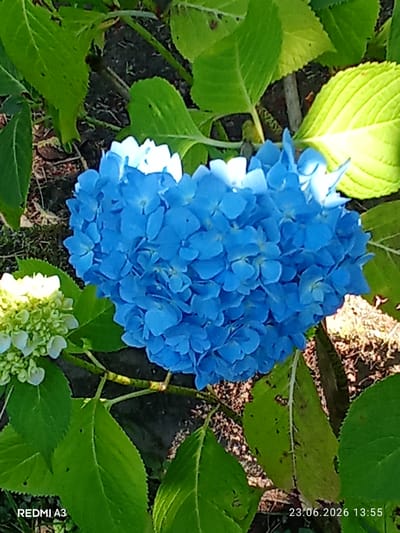 A close-up, overhead shot captures a cluster of blue hydrangea flowers, with a smaller, lighter-colored cluster to the left. The flowers are surrounded by vibrant green hydrangea leaves, some of which are catching the sunlight. The ground beneath is a mix of dark soil and dry organic matter. A date stamp "23.06.2026 13:55" and "REDMI A3" are visible in the lower right and left corners, respectively. There are no people or animals present in the image. The scene appears to be outdoors, likely in a garden or natural setting. The location is specified as Pshap, Abkhazia.