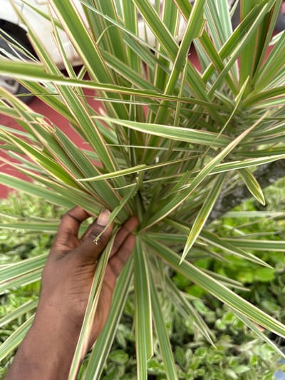 A close-up shot shows a person's hand holding a cluster of long, thin leaves of a variegated plant. The leaves are green with white or pale yellow stripes running lengthwise, and have thin pink edges. The hand is dark-skinned, with fingernails. The background is blurred, with hints of greenery and a red surface. This scene is located in Pakuro, Nigeria.