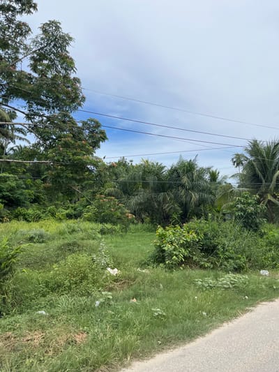 This media file captures a roadside scene in Seunebobaru, Indonesia. The image is dominated by lush green vegetation, including palm trees and other dense foliage, suggesting a tropical or subtropical environment. A paved road runs along the right side of the frame, with a grassy verge bordering it. The verge appears to have some scattered litter, indicating a lack of regular maintenance. Overhead, several power lines traverse the sky, casting shadows on the trees below. The sky is a pale blue with some wispy clouds, hinting at a bright but possibly hazy day. There are no people or specific activities depicted. The overall impression is one of a natural, somewhat unkempt, roadside environment. The time of day is likely daytime, given the light conditions.