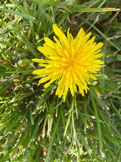 A dandelion flower is in focus in the center of the frame, its bright yellow petals radiating outward. The flower is surrounded by green grass blades of varying lengths and thicknesses, some of which are slightly damaged or browning at the tips. The ground cover appears to be a lawn. The lighting is bright and appears to be natural. The image was likely taken in Glenview, United States of America. The exact location within the city cannot be determined from the image. There is no evidence of any human activity visible.